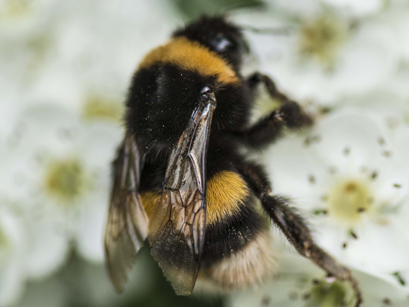 Bombus (Bombus) terrestris o lucorum